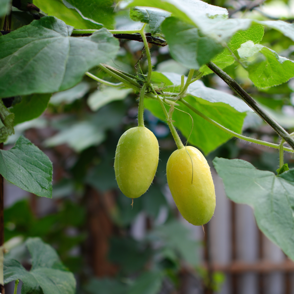 Lemon Cucumber plant growing in a garden